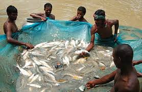 fish